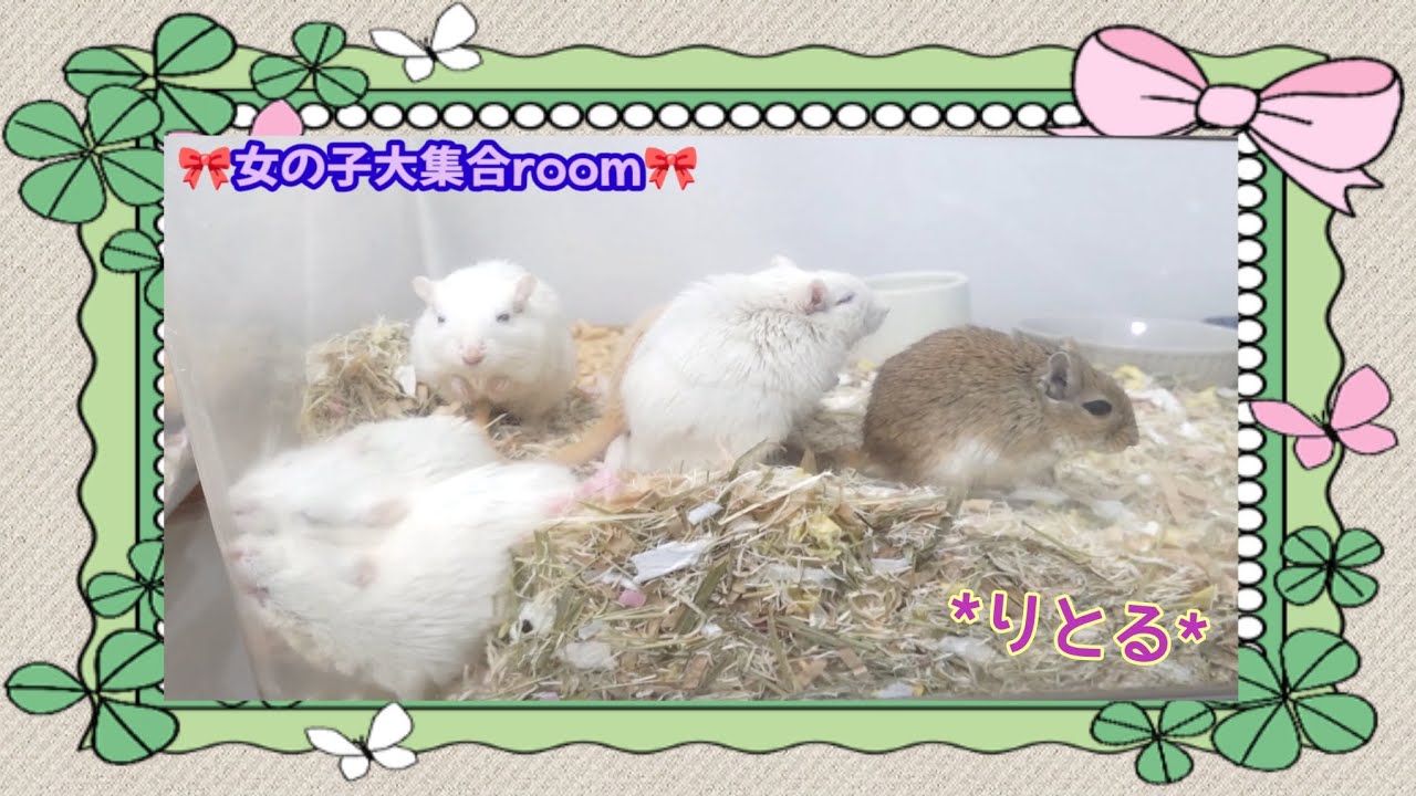 女子6匹room元気にしています🐭#スナネズミ #gerbils 