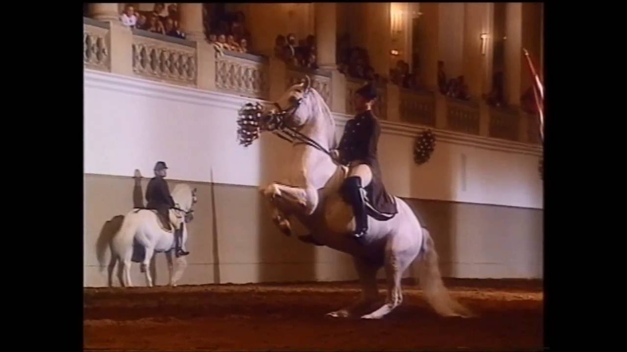 Spanische Reitschule Wien 1994 (5/6) - Schulen über der Erde