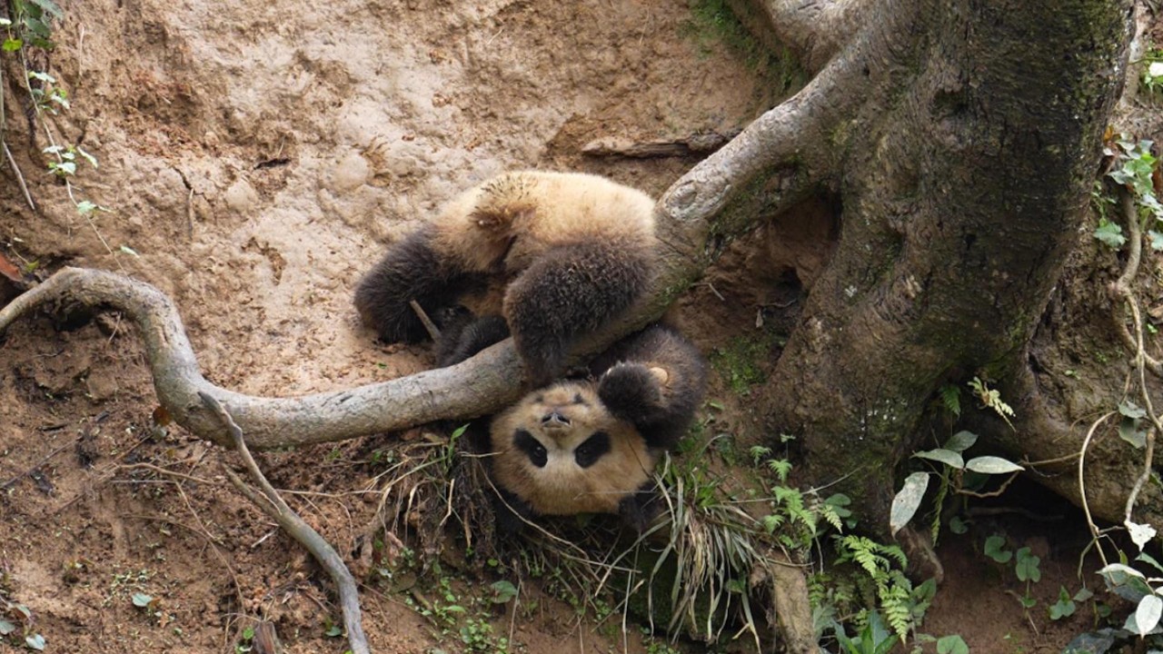 260315 苏珊崽玩泥巴 #panda #雅安碧峰峡熊猫基地 #苏珊崽