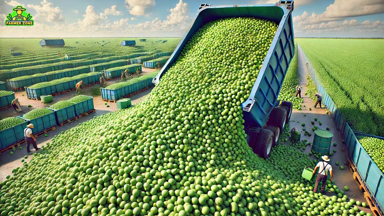 Green Peas Mega Factory: Processing Millions of Green Peas Using Modern Technology