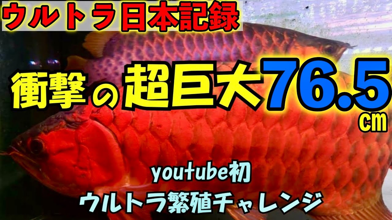 『日本最大のウルトラレッド』衝撃の結末⚡️　『繁殖チャレンジ３年間』ポンティアナマニア　リュウの軌跡　＃アジアアロワナ　＃アロワナ　＃紅龍