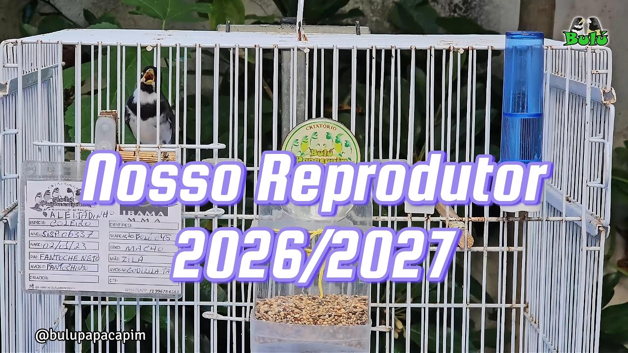 COLEIRO ALEIJADINHO - NOSSO REPRODUTOR 2026/2027