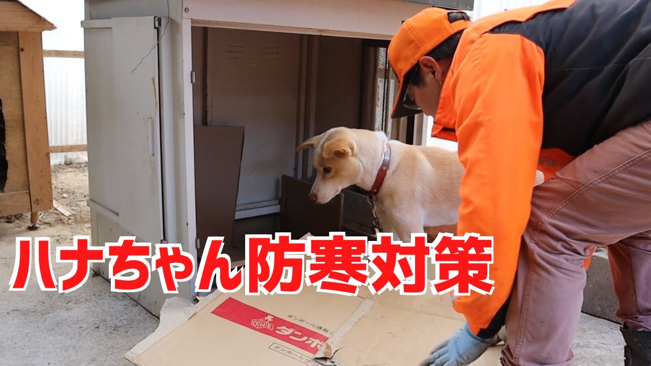 雪が降って寒いので愛犬ハナちゃんの犬小屋にダンボールを敷いた！