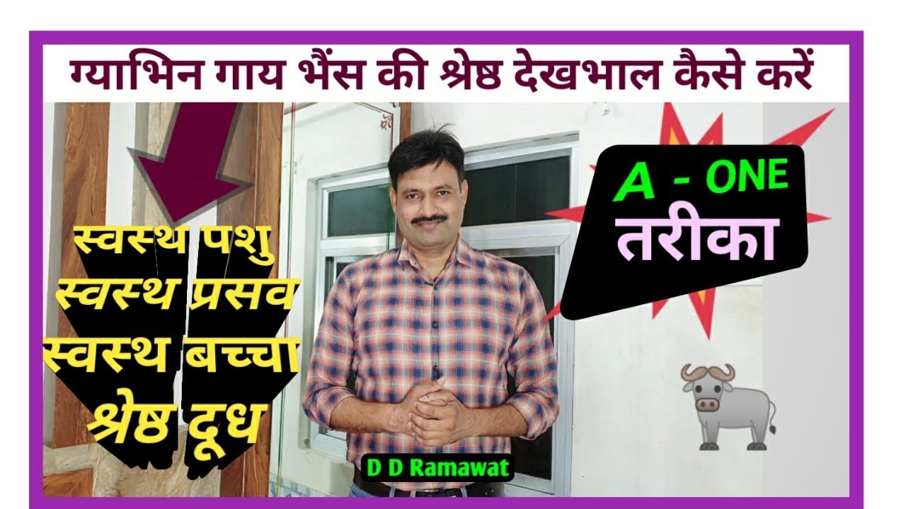 pregnant buffalo cow ki dekhbhal गाभिन गाय भैंस की देखभाल कैसे करें care of pregnant cow प्रेग्नेंट