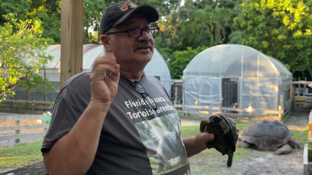 Respiratory symptoms and infections in Aldabra Tortoises  find out if your Aldabra is Sick or not!
