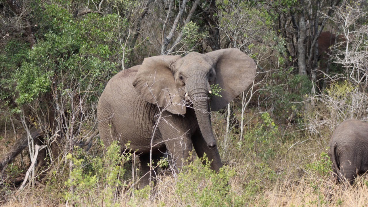 Slideshow South Africa III, Hluhluwe Imfolozi Game Reserve