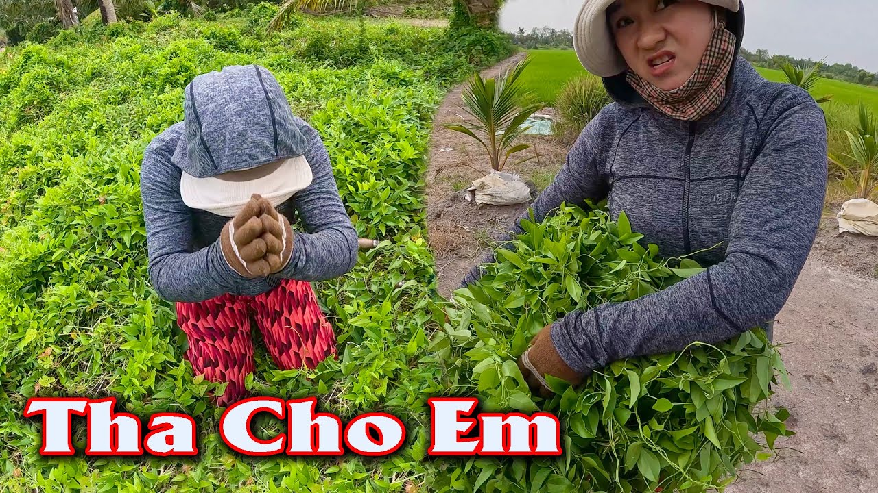 Xin Mấy Anh Đó Chừa Cho Em Đường Sống # CSBR # 39