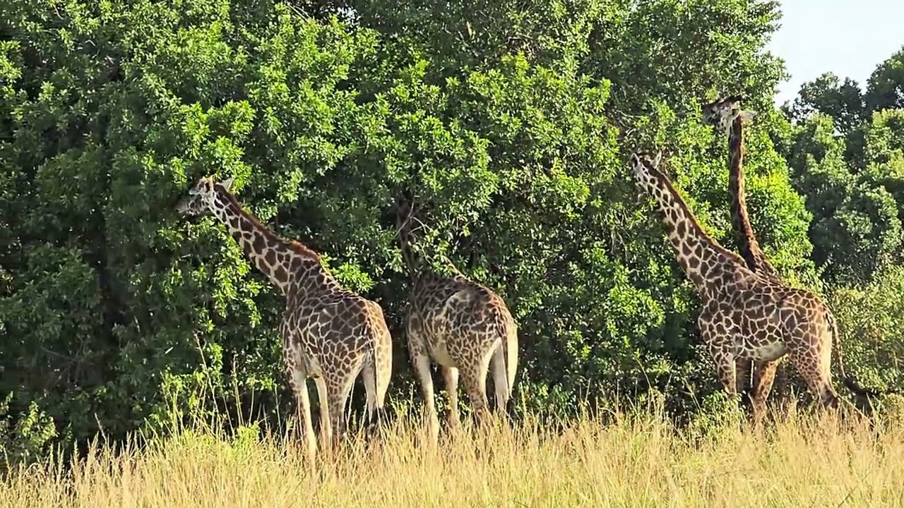 Maasai Giraffe Browsing in Maasai Mara, Kenya | African Wildlife 8K