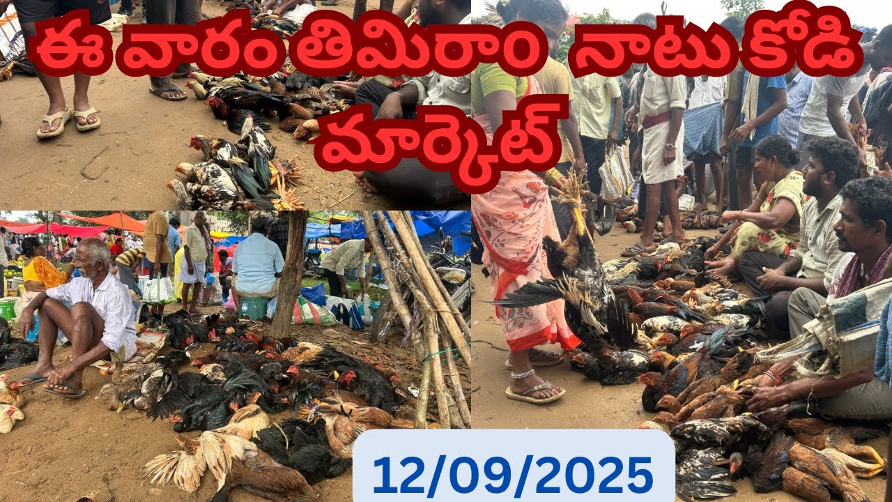 అనకాపల్లి జిల్లా తిమిరాo నాటు కోళ్ళు సంత #country  #chicken #farming #hens #natukodi #cow  #mp
