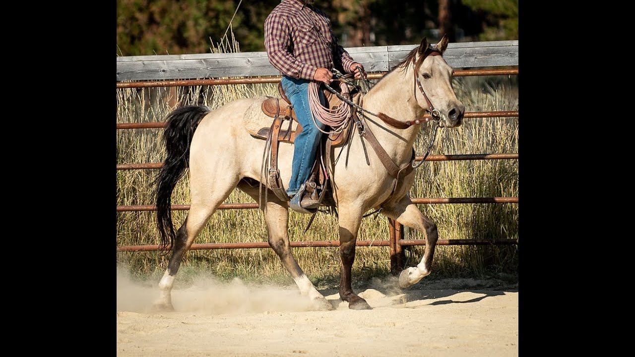 Lucky Lucas 2015 Missouri Fox Trotter Gelding