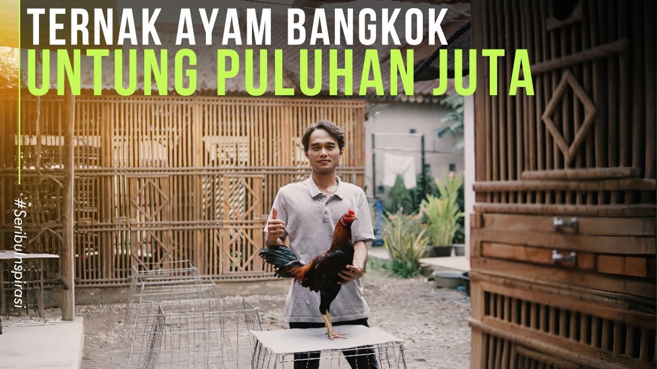Ternak Ayam Bangkok Hanya Di Samping Rumah Datangkan Keuntungan Besar
