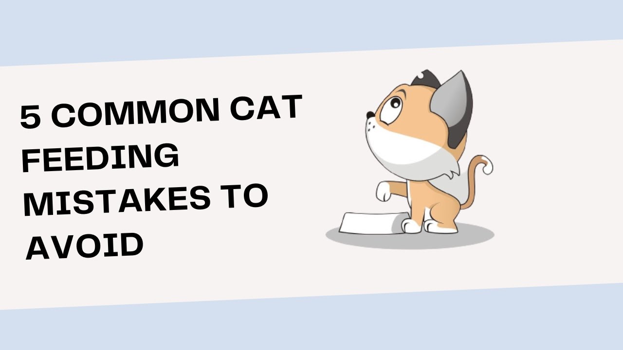 5 Common Cat Feeding Mistakes to Avoid for Optimal Feline Health and Wellness