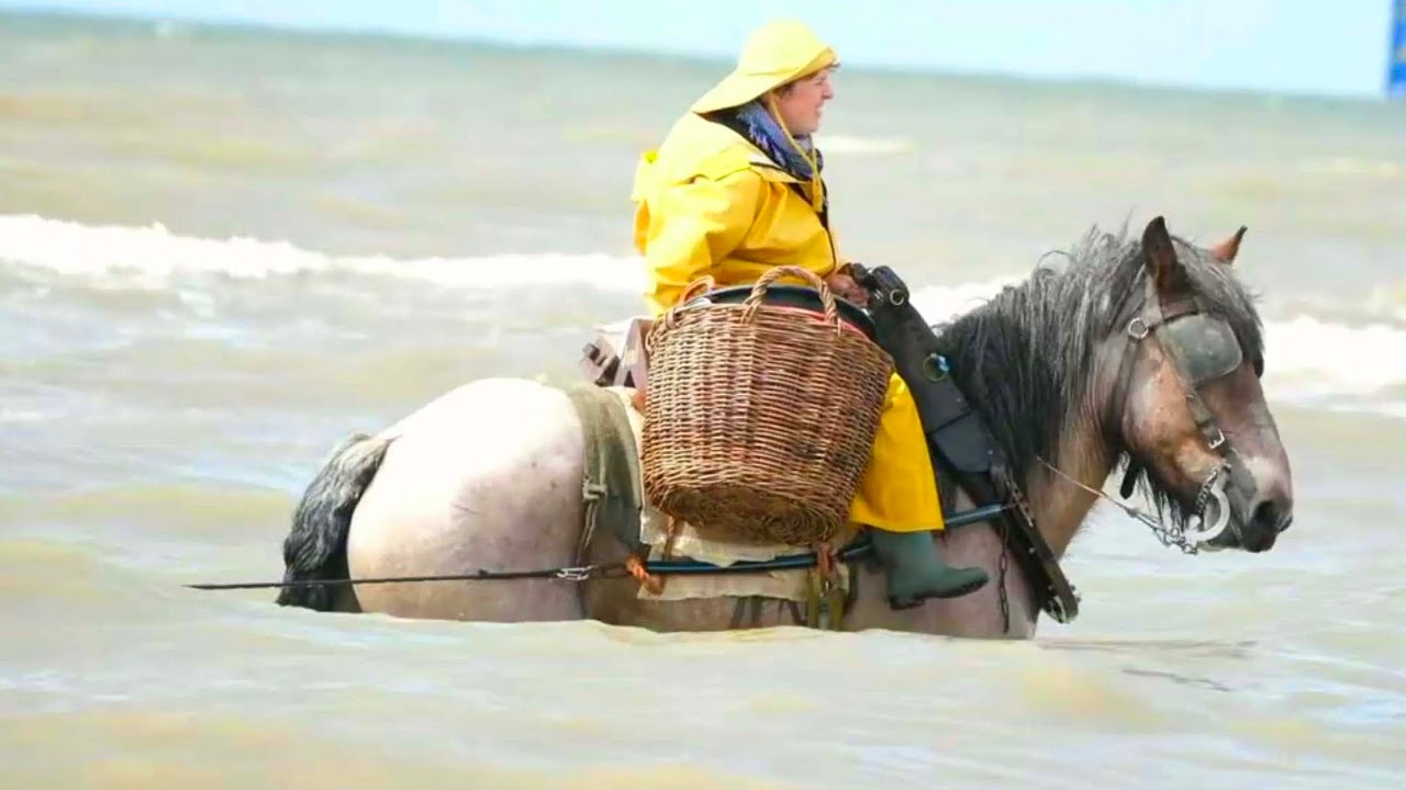 Wonderful spectacle:15 shrimp fishermen on horseback in the North-Sea in Oostduinkerke
