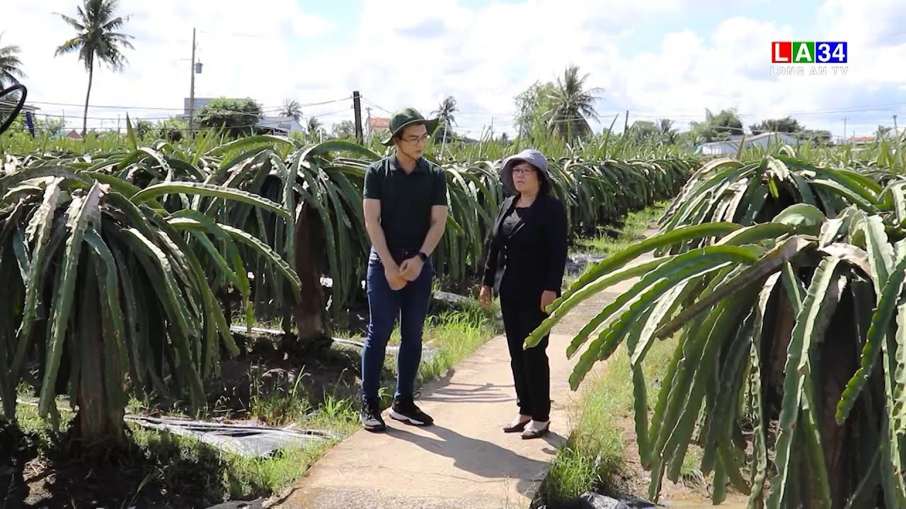 Bón phân cho cây Thanh Long