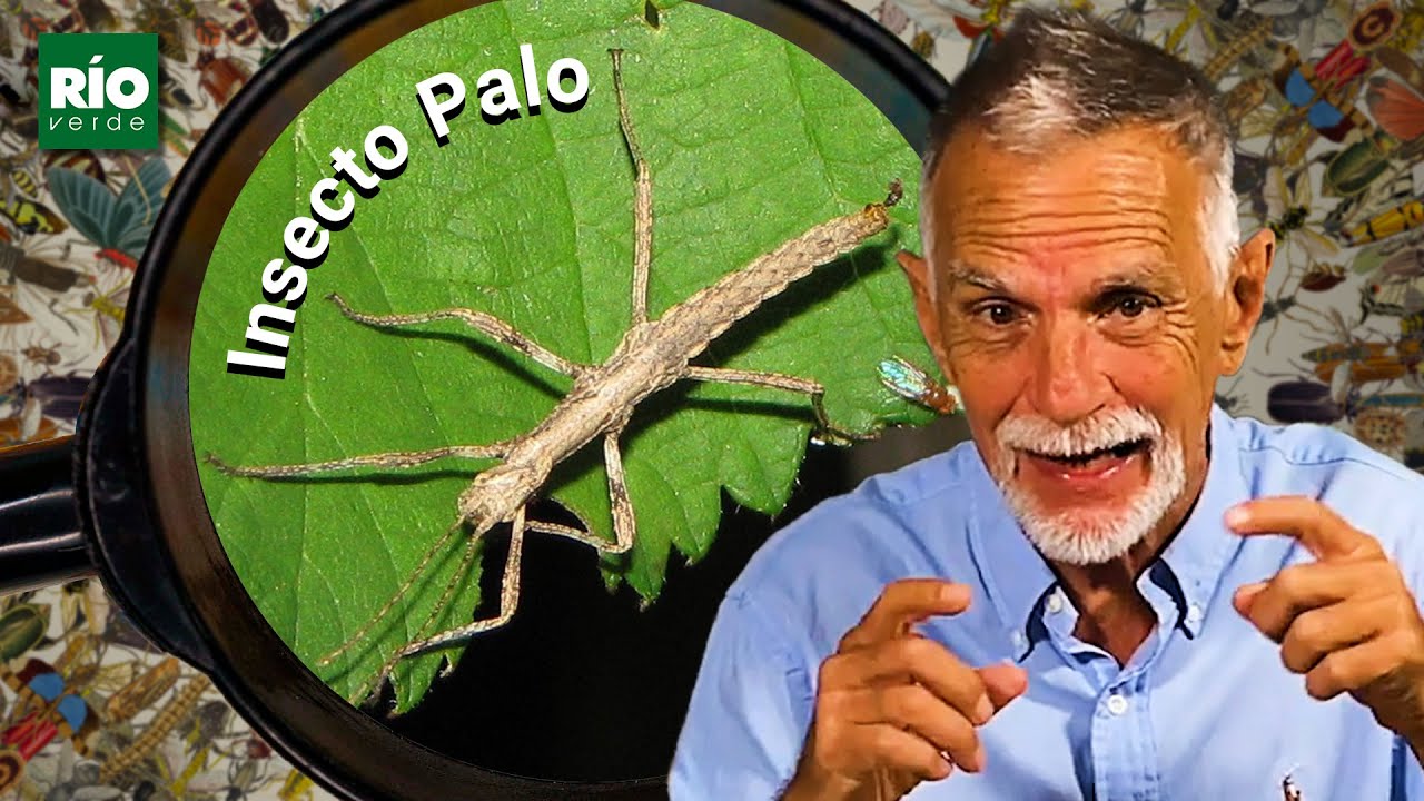 Insecto Palo - Entre insectos y Bichos - R&iacute;o Verde