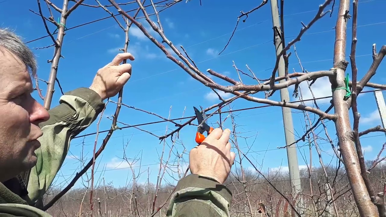 Обрізка Флоріни на підщепі М 9