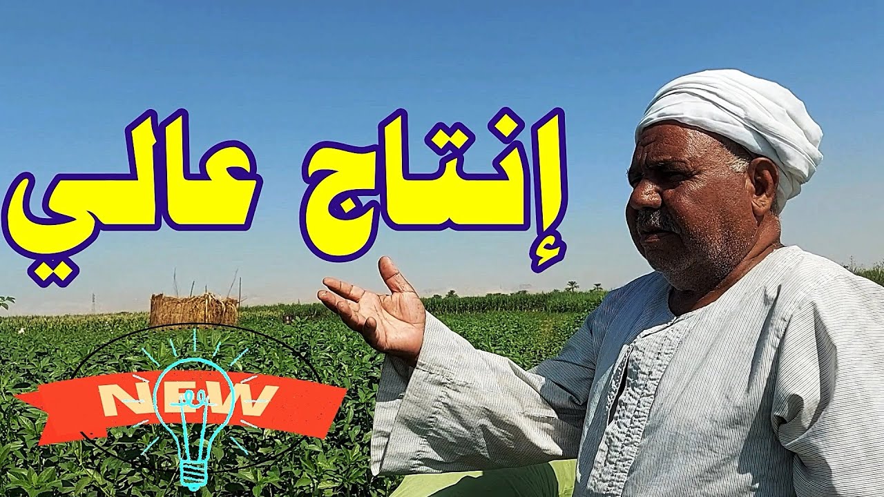 الملوخية وأعلى إنتاج وأرباح☝بتحميلها على الخيار  ☝