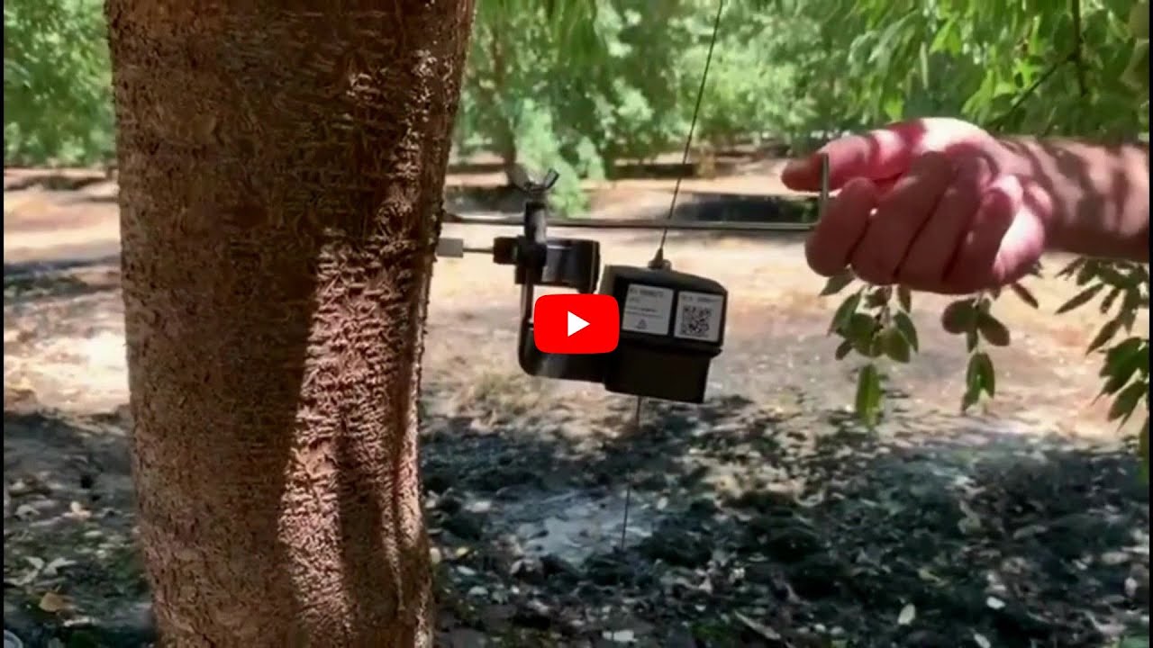 Removing and re-installing the tree-sensors (dendrometers)