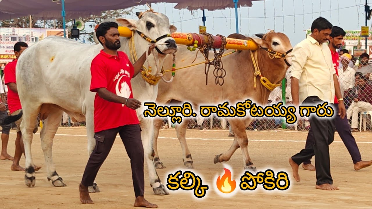 రెంటచింతల 6పళ్ళు 12వ  నెల్లూరి రామకోటయ్య గారు కేసానుపల్లి పల్నాడు జిల్లా.(పోకిరి 💥 కల్కి)