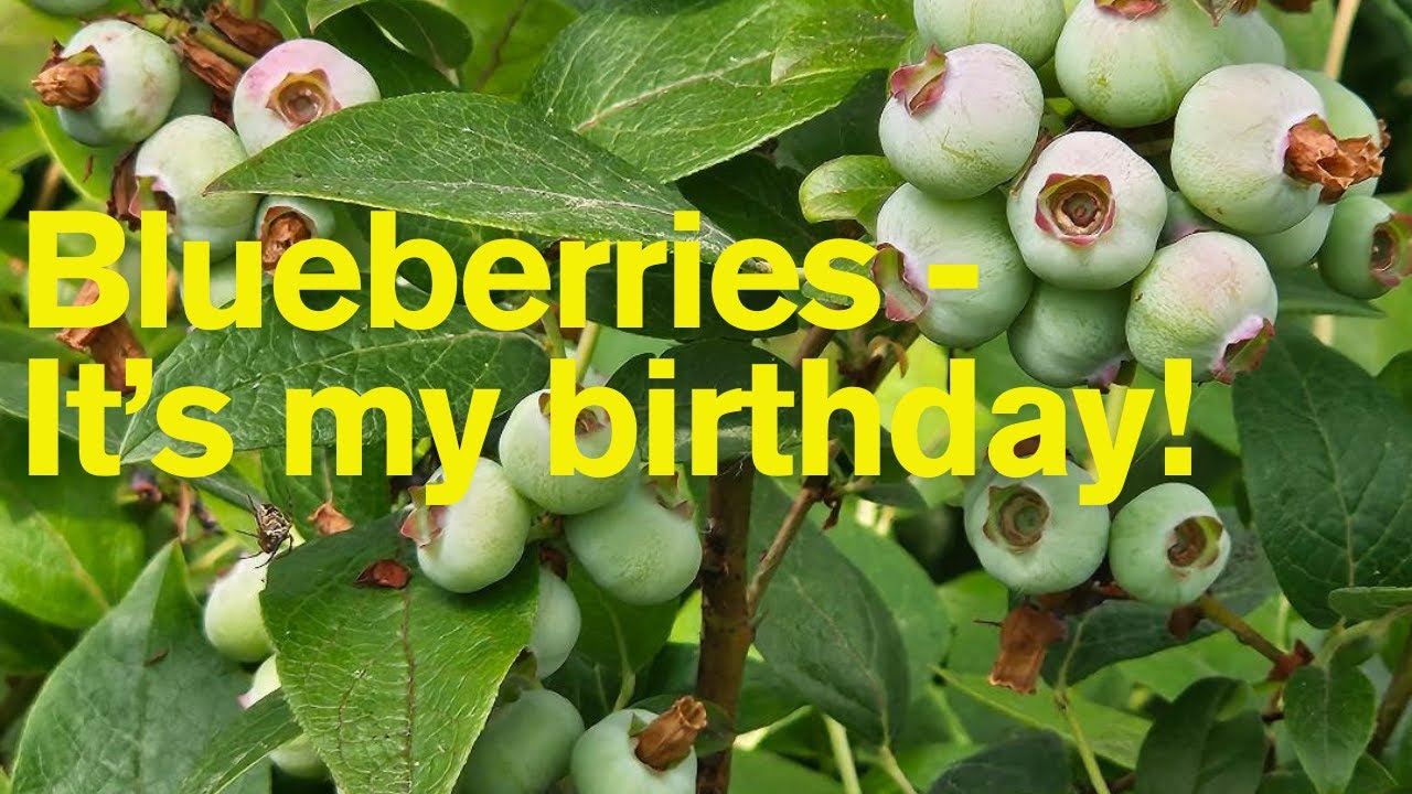 Blueberries - It's my birthday! #blueberry