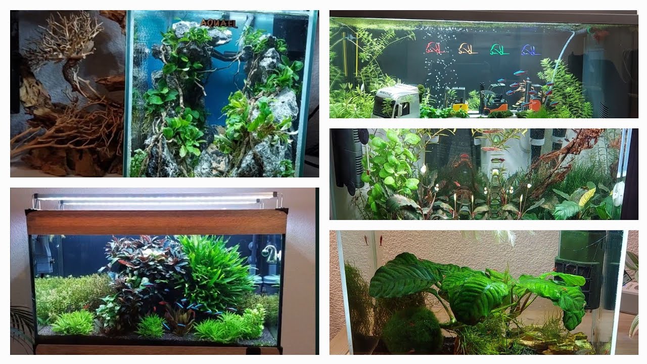 2,5 roku s Akvaristikou - Všechny mé Akvária