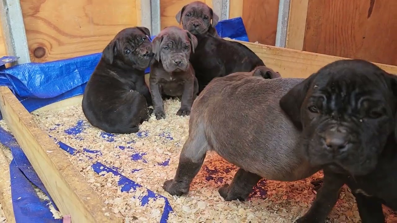 Cane Corso Puppy Giveaway Drawing | WIN a Cane Corso Puppy – March 1st!