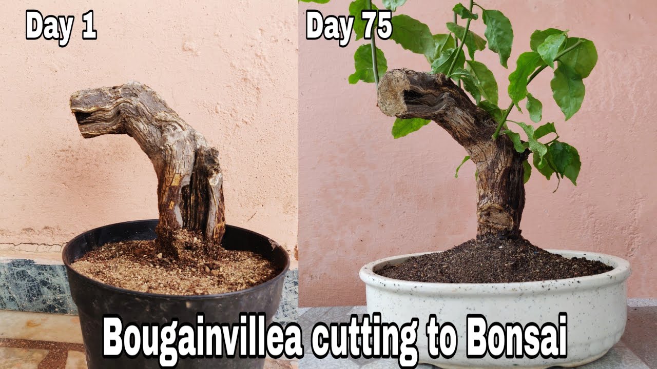 Bougainvillea cutting to Bonsai, How to grow Bougainvillea from cutting