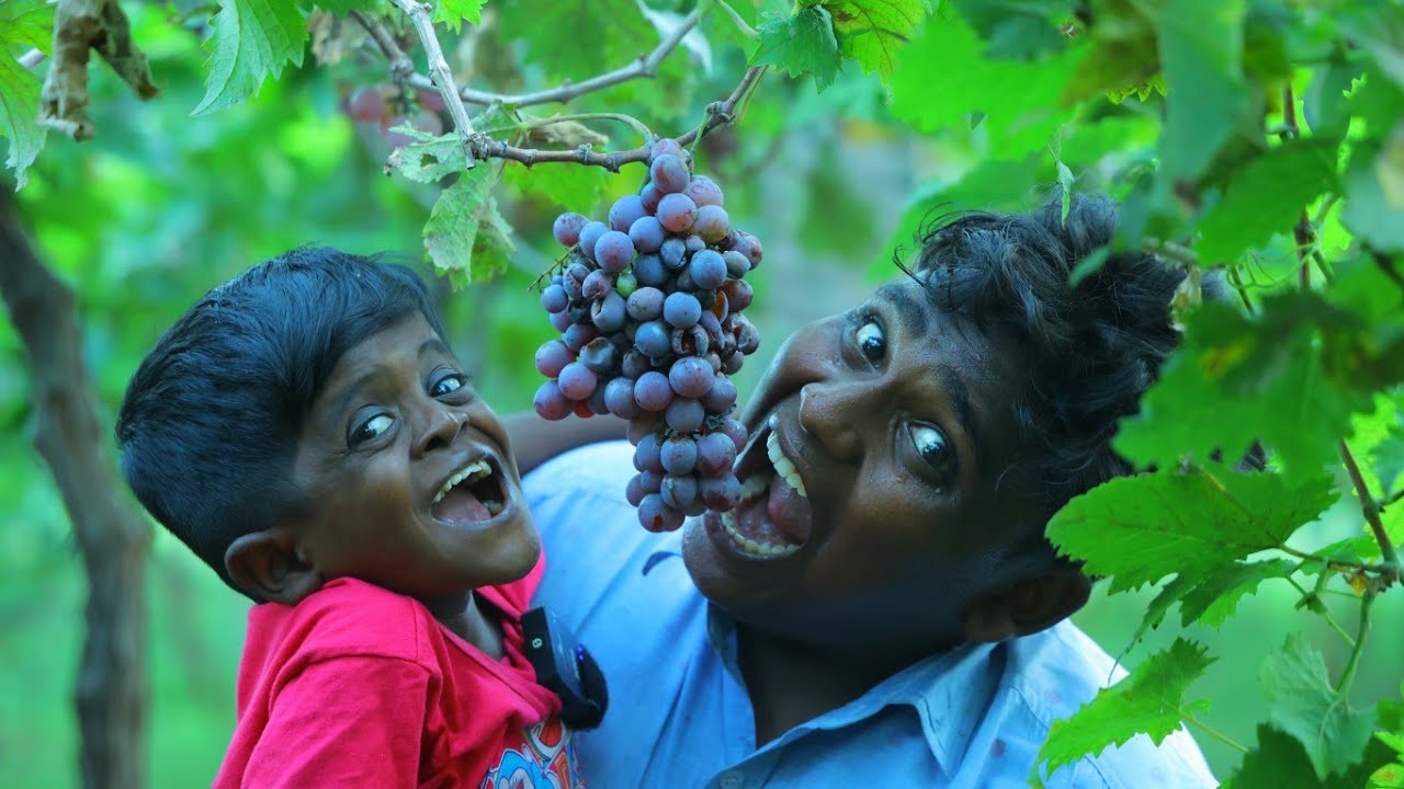 திராட்சை பழம் பறித்து செய்த ஒயின்|Fruit Wine Making At Home and Stealing Grapes From unkowns Garden