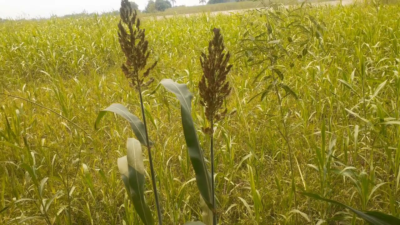 Fresh Green Field Flowers Cool | Nature Harmony
