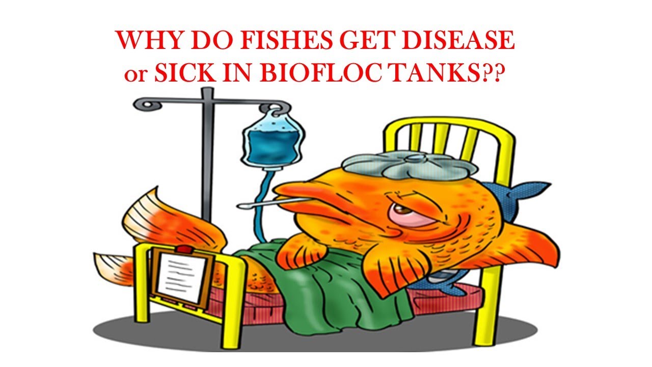 Why do fishes get sick / Disease in Biofloc Tanks ?? #Biofloc #disease