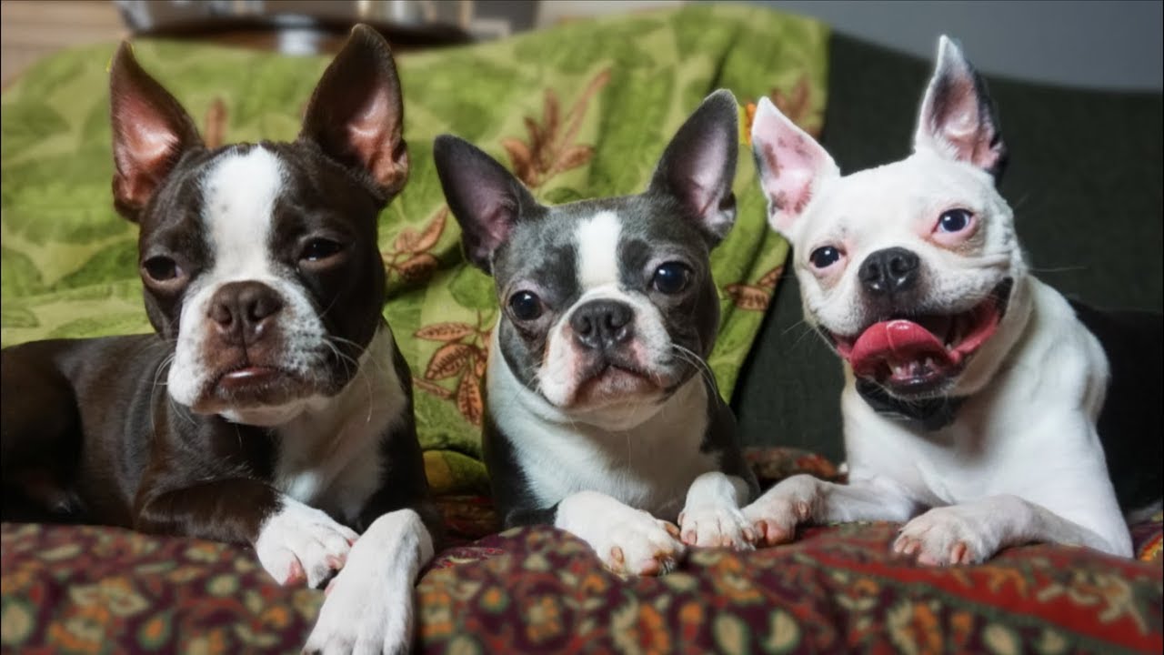 Life with THREE Boston Terriers