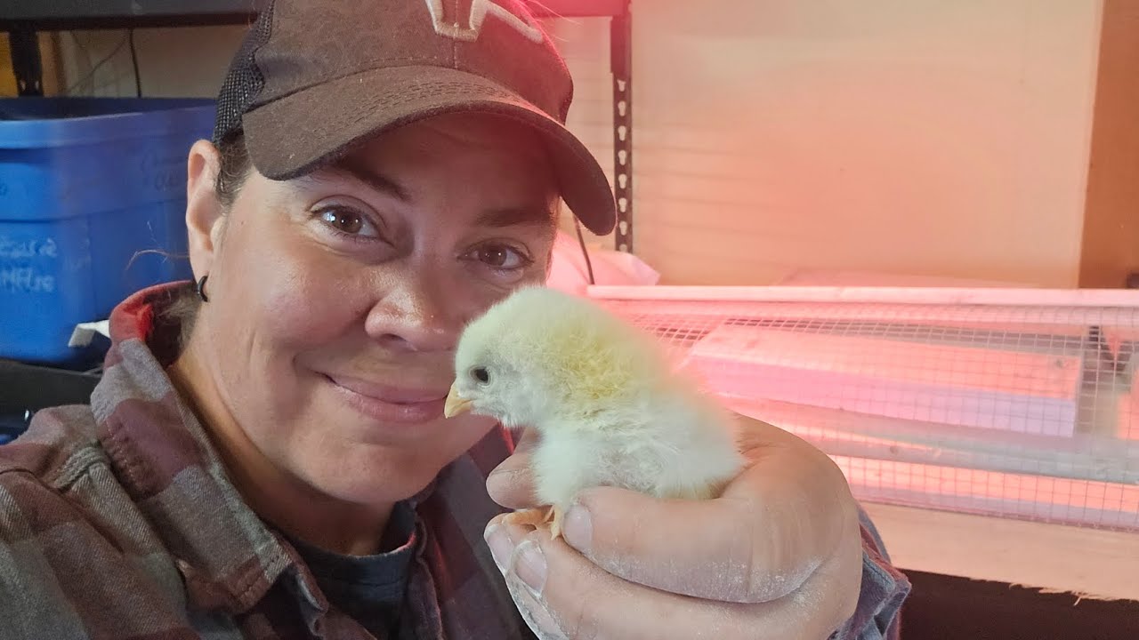 Fabriquer une Poussinière Écologique avec des Cuves de 1000L | DIY Recyclage Facile