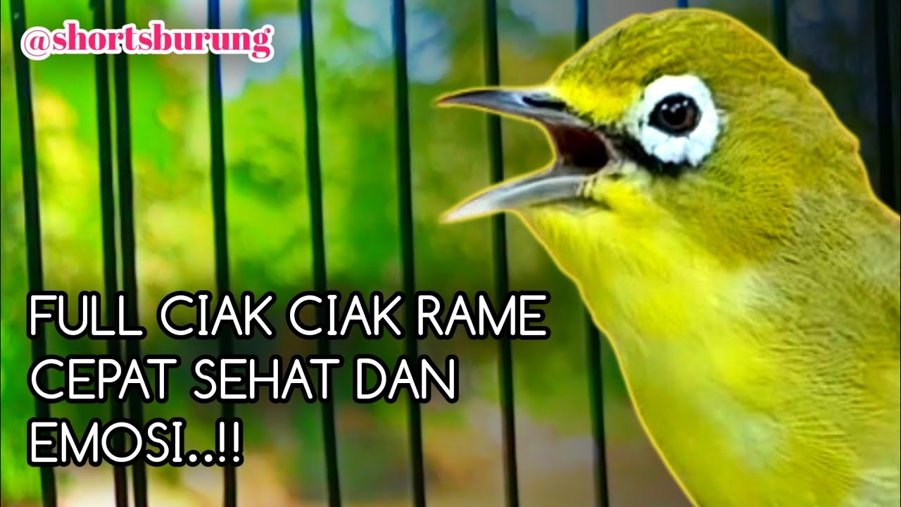 MASTERAN KECIAL KUNING LOMBA SUARA CIAK CIAK JOSS || TERAPI KECIAL KUNING MALAS BUNYI