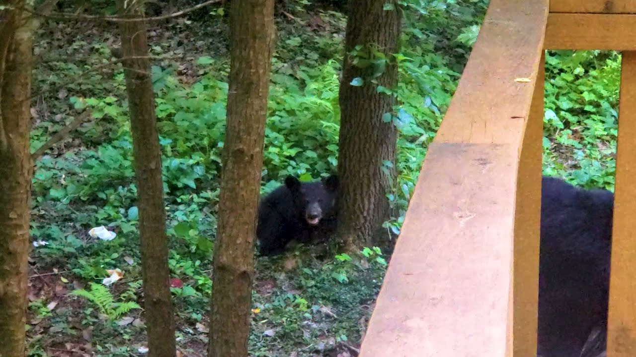 Black Bear Charges Near Helen Georgia