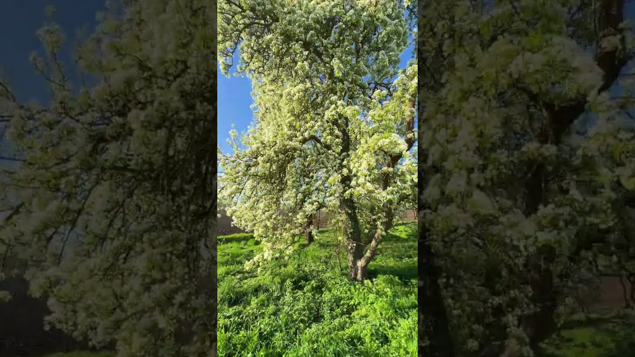 Pear tree with blossom 🌸 #nature #natuurmeditatie #naturlovers #blossom
