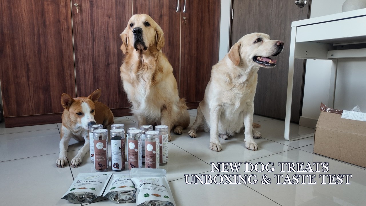 Trying New Dog Treats | Tingu, Oscar & Max React 😄🐾