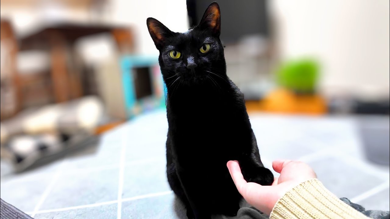 めちゃ久しぶりのお手でもドヤ顔でバッチリ出来ちゃうのにおかわりになると手の動揺がすごい黒猫