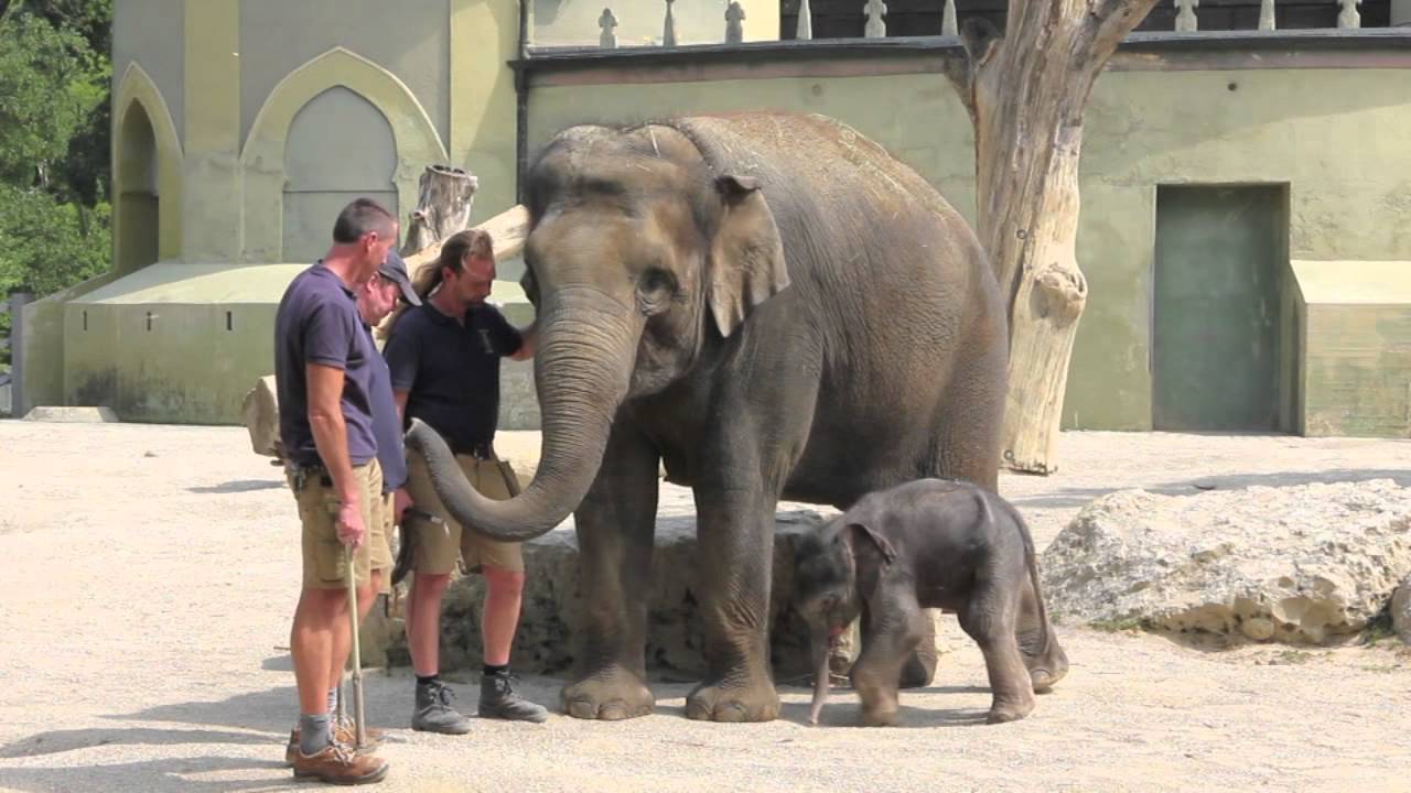 Elefantenbaby Ludwig - erster Ausgang @ München Tierpark Hellabrunn am 12.05.2011