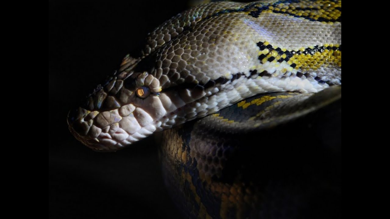Le plus grand serpent du monde, Le python réticulé
