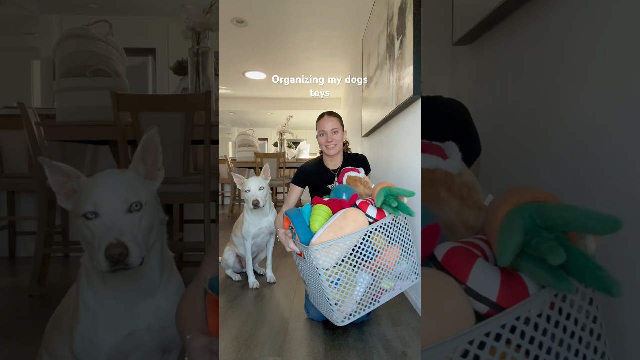 Yuki sure is one spoiled pup! #dogshorts #pets #dog #dogmom #doglover #organization #puppy #cleaning
