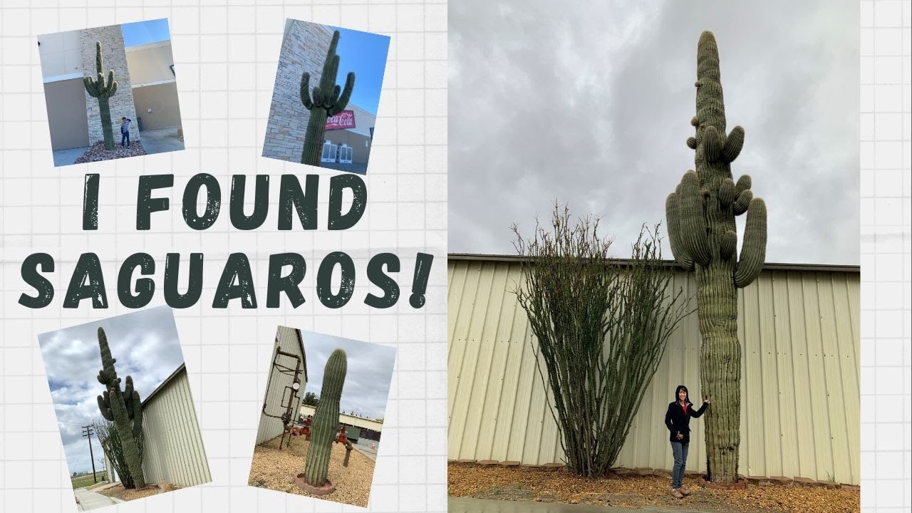 I Found Saguaros! (Saguaro Cactus)