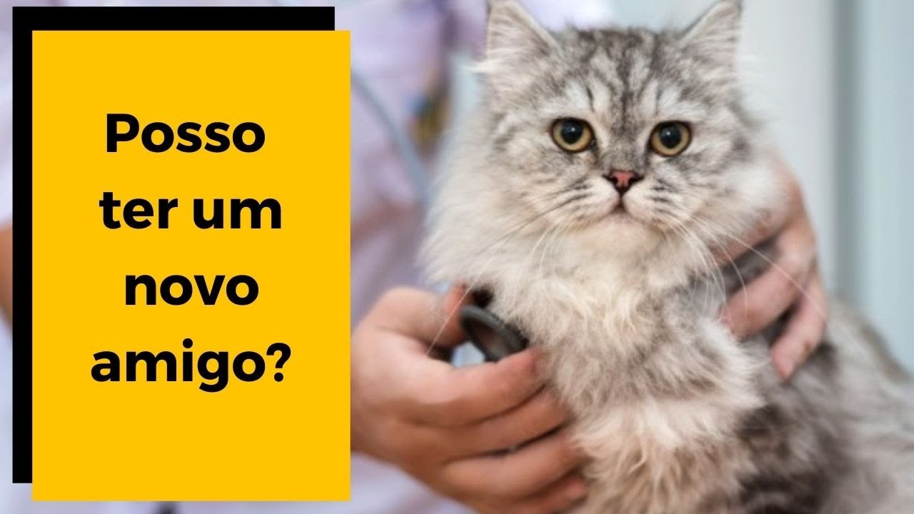 🚫 FELV - LEUCEMIA FELINA : Posso ter outro gato em um ambiente com um FELV POSITIVO? 😱