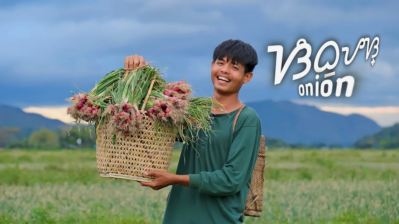 Harvesting shallots(lasuna) |  Edible RUBIES scattered on the ground!