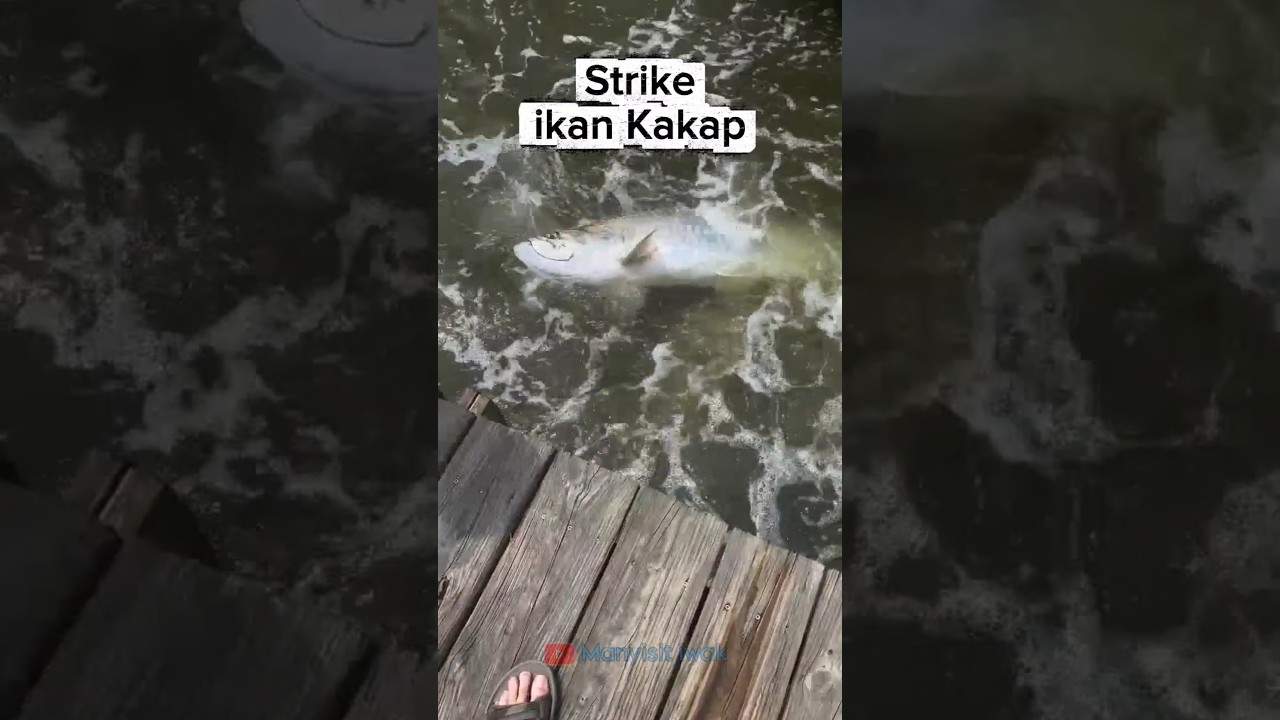 Wao Tarikan Ikan Kakap putih babon #mancing #ikankakapputih #ikanbaramundi