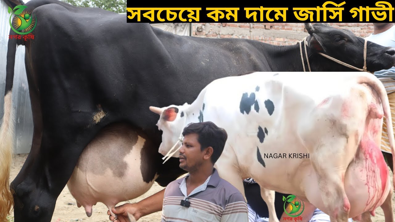 মারুফ ভাইয়ের জীবনের সেরা কম দামে গাভী দেখুন ! ১৬-২০ লিটারের মধ্যে বাচ্চা সহ দুধের গাভী কিনুন