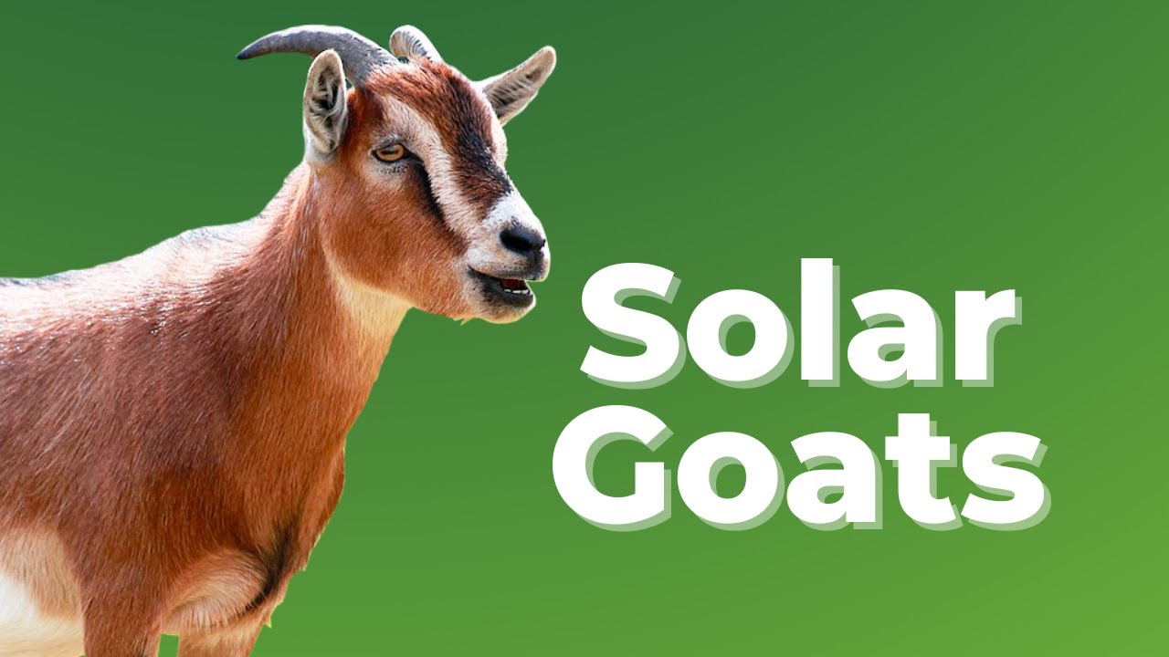 Here's Why Solar Companies Are Paying Millions to Rent Goats to Clear Grass from Farms