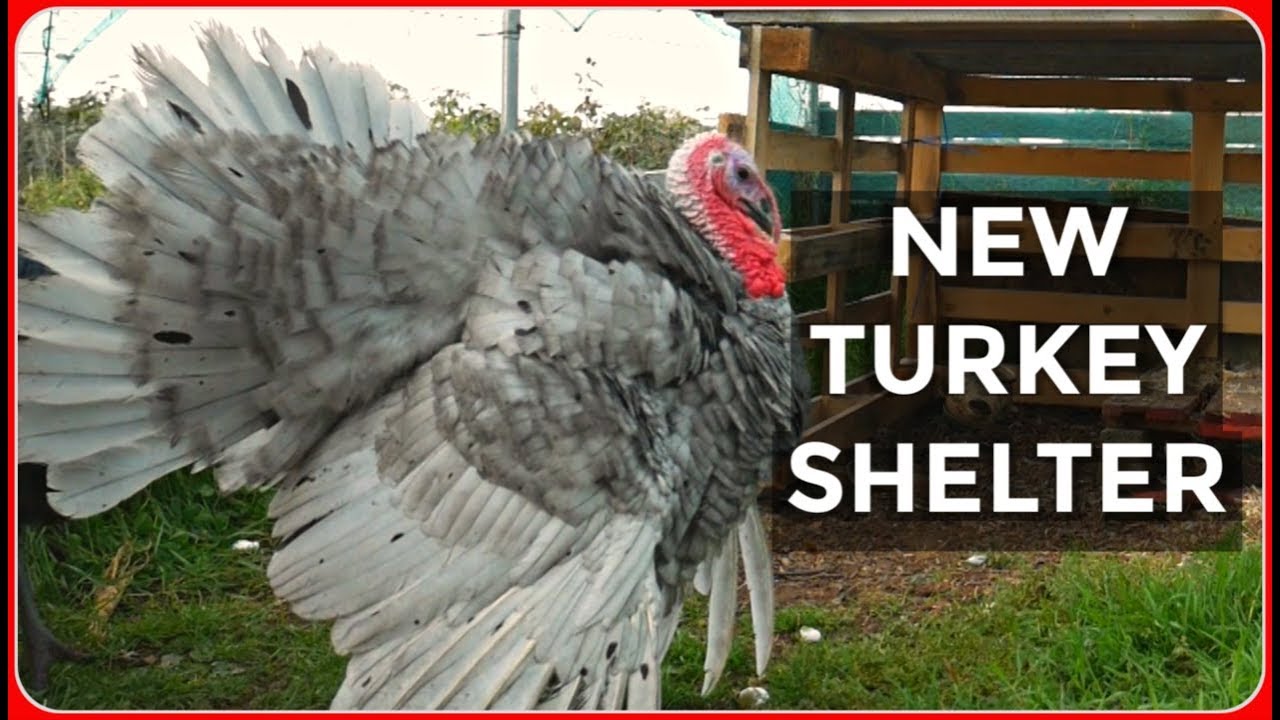 Building A Shelter For The Turkeys (Autumn 2018)