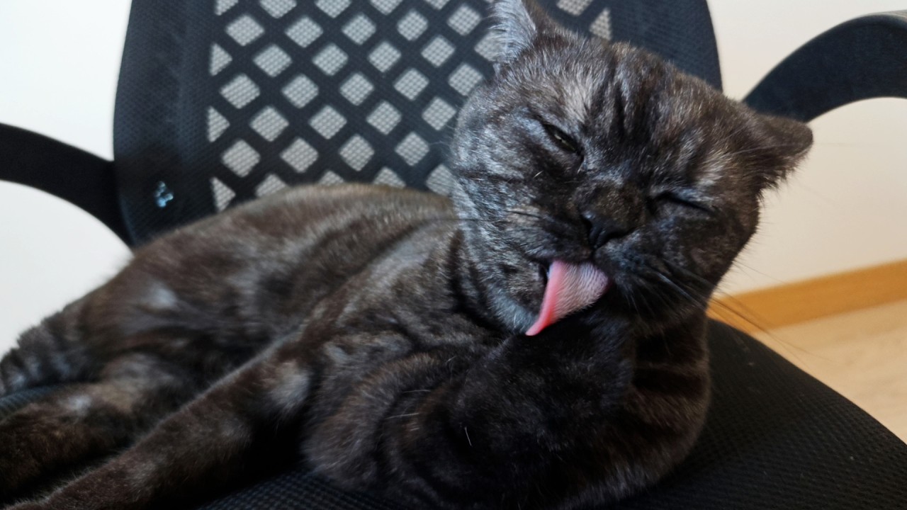 ASMR | Cat Grooming for Relaxation