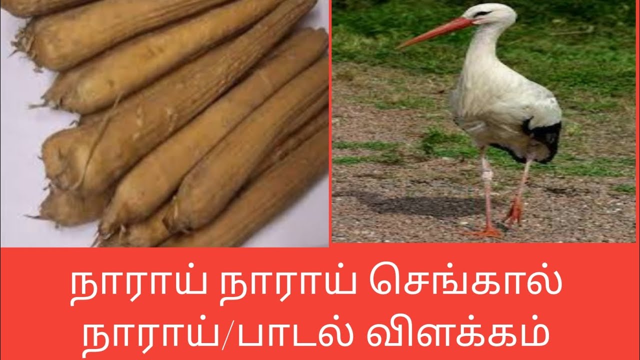 நாராய் நாராய் செங்கால் நாராய்/சத்திமுத்தப் புலவர்/Narai narai@தமிழ்கணேஷ்