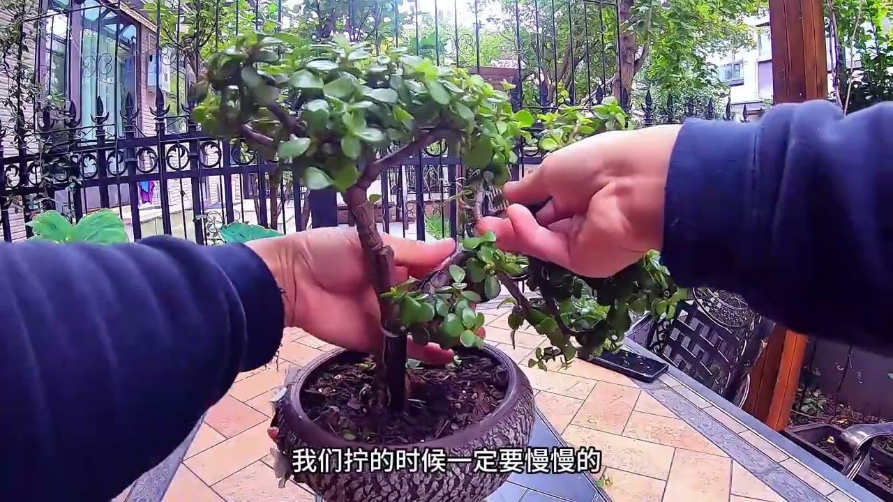 金枝玉叶应该如何造型？怎样造型才会更合适，这个视频告诉你 #养花小知识 #多肉植物 #好喜欢我的家  #种植小技巧巧#金枝玉叶造型型